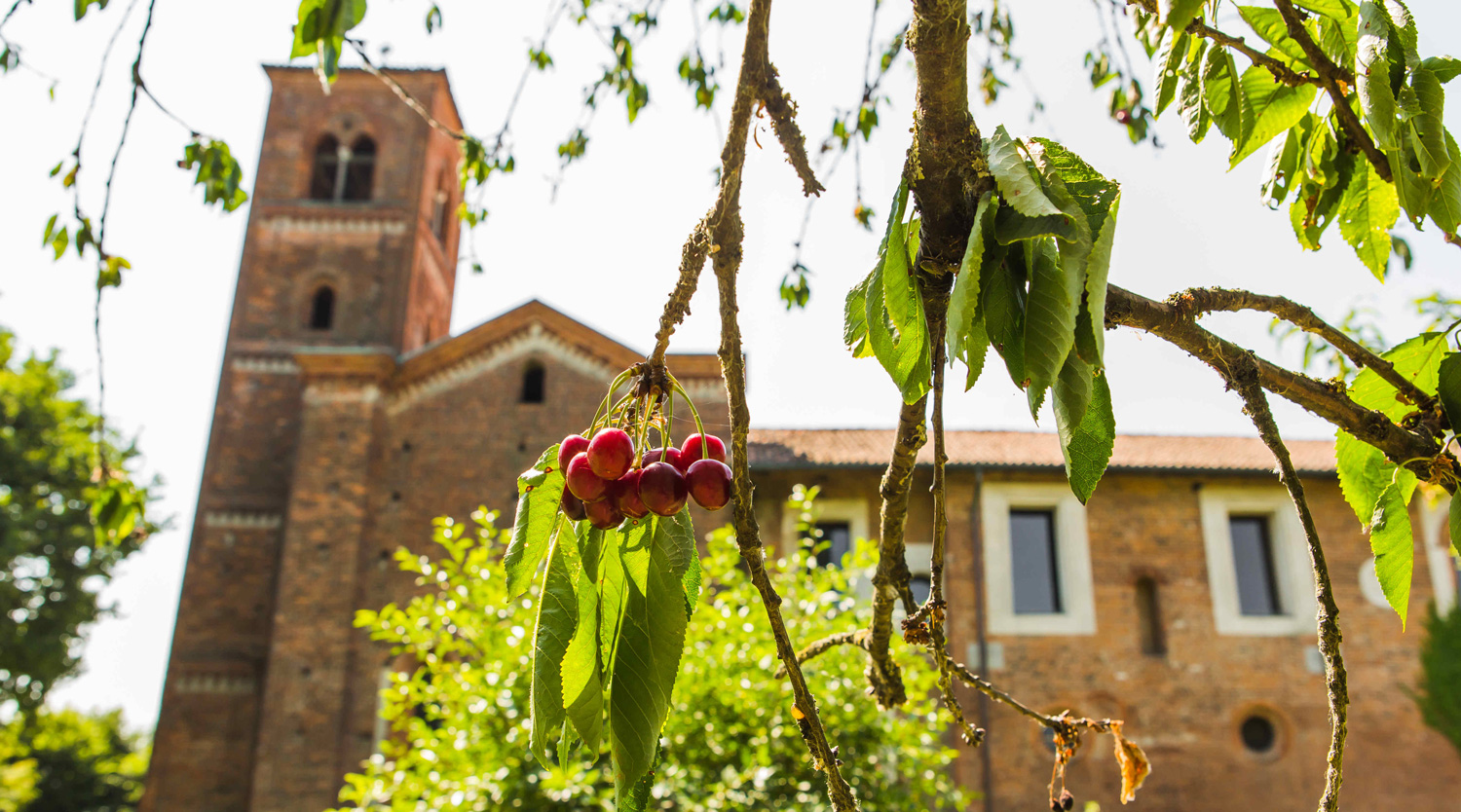 Un grappolo di ciliegie rosse mature pende da un ramo verde in primo piano, leggermente fuori fuoco. Sullo sfondo, una grande chiesa in muratura con una torre campanaria romanica si staglia sotto un cielo azzurro e luminoso.
